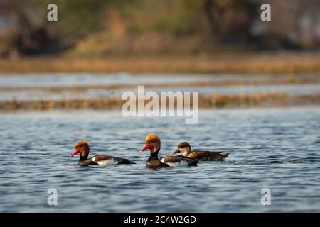 Rote Haube pochard Familie oder Herde schwimmend in blauem Wasser der keoladeo Landschaft. Wildlife Landschaft Rahmen am keoladeo Nationalpark oder bharatpur Vogel s Stockfoto