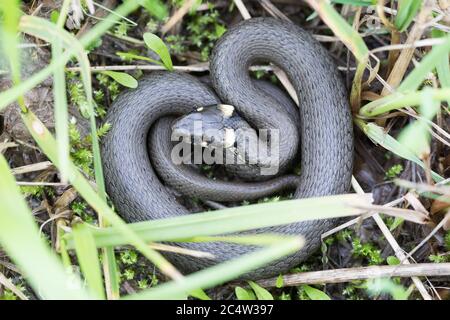 Nahaufnahme von kleinen Grasnatter in natürlichen Lebensraum in verteidigen Pose, Natrix natrix, europäische Tierwelt, Tschechische Republik Stockfoto