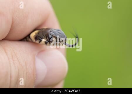 Der Mensch hält in der Hand kleine Grasnatter, Natrix natrix, europäische Tierwelt, Tschechische Republik Stockfoto
