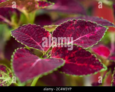 Seitenansicht einer rot-grünen Blätterbemalten Brennnesselpflanze Stockfoto