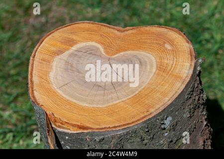In der Mitte geschnittener Baumstamm zeigt einen liebeskrimmförmigen Wachstumsring. Liebe Holz, Bäume und Naturkonzept Stockfoto