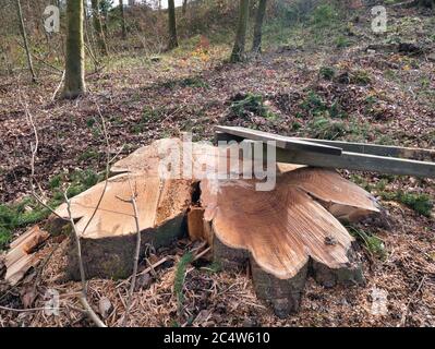 Schilder aus Holz auf dem abgesägten Baumstamm, umgeben von Holzhackschnitzel und Sägemehl im Vordergrund mitten im Wald. Stockfoto