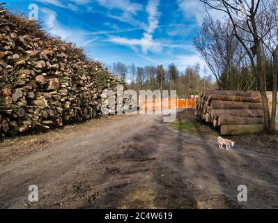 Baumstämme von abgeschnittenen Bäumen übereinander gestapelt neben dem Fußweg im Wald. Stockfoto