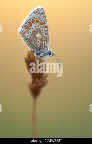 Eine Seite auf Ansicht eines gewöhnlichen blauen Schmetterlings Polyommatus icarus, Hampshire, Großbritannien Stockfoto