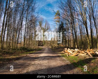 Schneiden Sie Bäume, die im Vordergrund zu Holzstämmen verarbeitet werden, und Holzstämme, die im Hintergrund übereinander gestapelt werden, neben einem Gehweg im Wald. Stockfoto