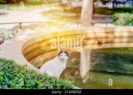 Weiße Katze mit dunklen Flecken auf dem Kopf sitzt auf einem Brunnen im Park Stockfoto