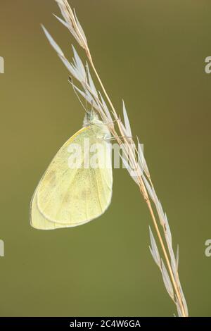 Ein kleiner weißer Schmetterling (Kohlweiß) in Ruhe auf einem Grasstamm, Hampshire, Großbritannien Stockfoto