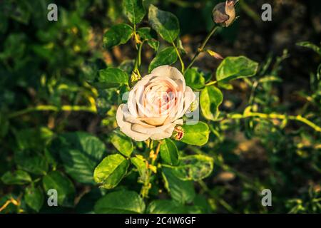 Blick auf Rosenbusch mit Blumen mit gelben Blütenblättern auf grünen Blättern Stockfoto