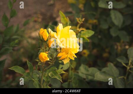 Blick auf Rosenbusch mit Blumen mit gelben Blütenblättern auf grünen Blättern Stockfoto