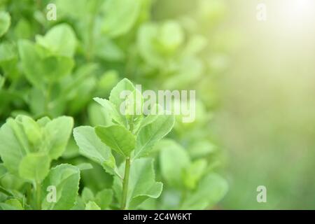 Pluchea indica oder 'Klu' Blätter (indische Kampfer, indische Pluchea, Baccharis indica L, luntas, beluntas). Thai Gemüse und Kräuter, Pflanzen mit medi Stockfoto