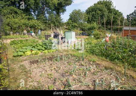 Gesamtansicht des Schottgrundstücks im juni in burgess Stockfoto