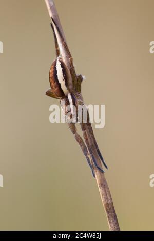 Floßspinne Dolomedes fimbriatus in Ruhe auf Grashalmen im Naturschutzgebiet Arne, Dorset, Großbritannien. Stockfoto