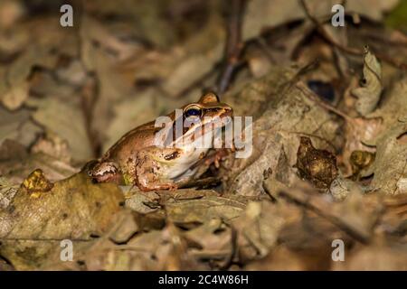 Agiler Frosch (Rana dalmatina) im Wald Stockfoto