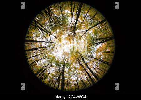 Eine Fischauge Blick aus dem Waldboden in Richtung der herbstlichen Blätter und Baldachin über Kopf, Hampshire, Großbritannien. Stockfoto