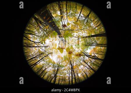 Eine Fischauge Blick aus dem Waldboden in Richtung der herbstlichen Blätter und Baldachin über Kopf, Hampshire, Großbritannien. Stockfoto