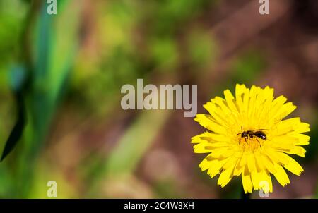 Blütenblätter einer gelben Blume und einer Biene im Inneren Stockfoto