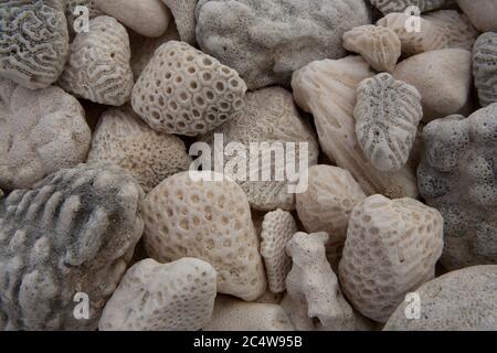 Kieselsteine am Strand mit ungewöhnlichen Markierungen kochen Inseln Südpazifik. Stockfoto