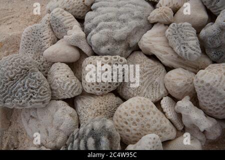 Kieselsteine am Strand mit ungewöhnlichen Markierungen kochen Inseln Südpazifik. Stockfoto