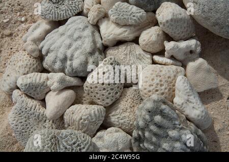 Kieselsteine am Strand mit ungewöhnlichen Markierungen kochen Inseln Südpazifik. Stockfoto