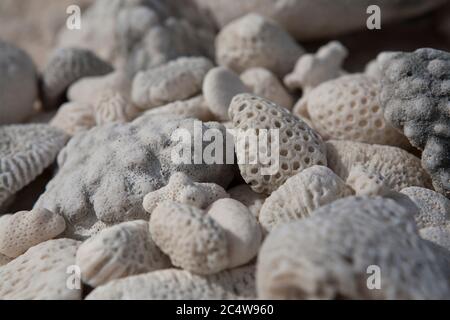 Kieselsteine am Strand mit ungewöhnlichen Markierungen kochen Inseln Südpazifik. Stockfoto