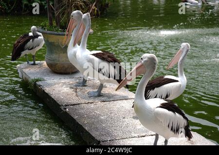 Der große weiße Pelikan, auch bekannt als der östliche weiße Pelikan, rosiger Pelikan oder weißer Pelikan, ist ein Vogel in der Pelikanfamilie. Stockfoto