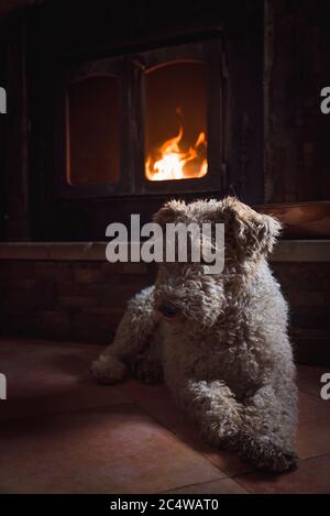 Niedliche weiße und lockige Fox Terrier Hund sitzt vor Des brennenden Kamins Stockfoto