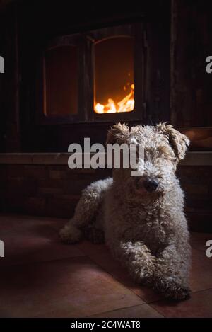 Niedliche weiße und lockige Fox Terrier Hund sitzt vor Des brennenden Kamins Stockfoto