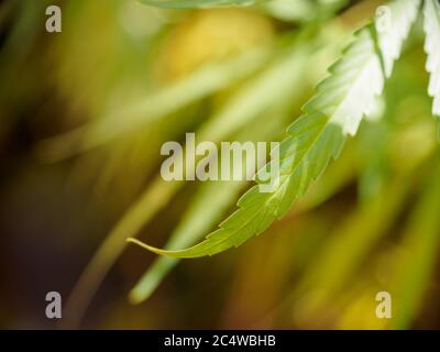 Ein einzelnes Cannabisblatt im Fokus vor einem Hintergrund weicher, nicht fokussieren Blätter Stockfoto