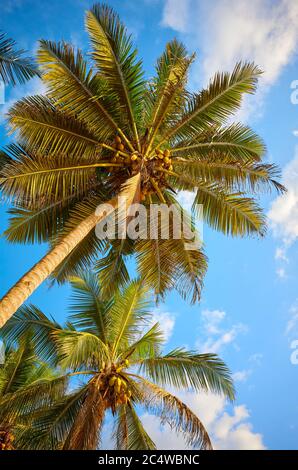 Blick auf Kokospalmen. Stockfoto