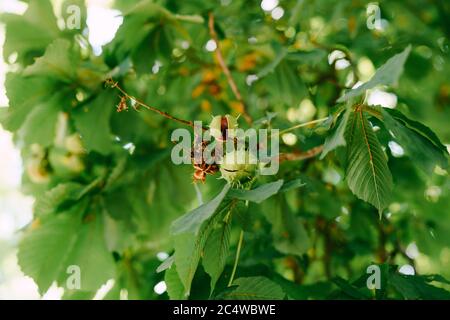 Die Frucht der Rosskastanie auf den Zweigen des Baumes - kugelförmige Kisten mit Stacheln. Stockfoto