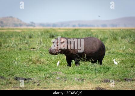Seitenansicht des erwachsenen Nilpferds, der unter Reihern im Amboseli National Park in Kenia grast Stockfoto