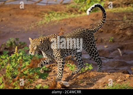 Leopardenweibchen, die im goldenen Nachmittagslicht in Samburu Kenia auf rotem Boden wandern Stockfoto