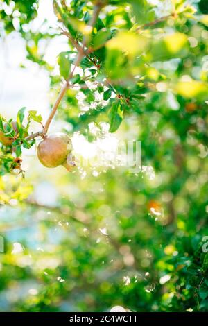 Die Frucht eines Granatapfels auf einem Ast. Stockfoto