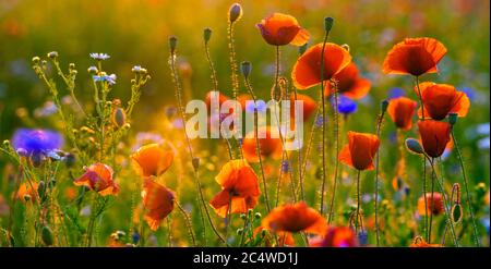 Blühende Wildblumen und Kräuter auf einer Wiese im Licht der untergehenden Sonne Stockfoto
