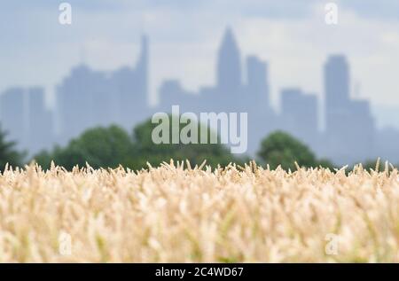 Bad Soden A.T., Deutschland. Juni 2020. Vor der Frankfurter Skyline sind die Ohren eines Weizenfeldes bei Bad Soden im Taunusgebirge zu sehen. Quelle: Arne Dedert/dpa/Alamy Live News Stockfoto