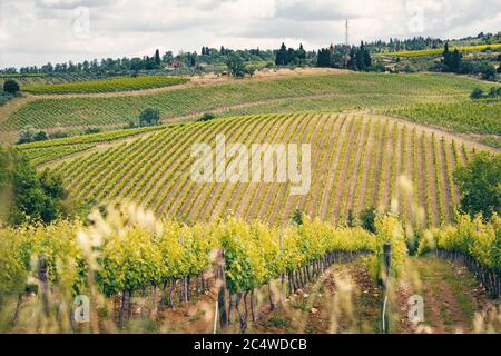 Weinberge im Frühling, Toskana, Italien. Chianti-Region Stockfoto