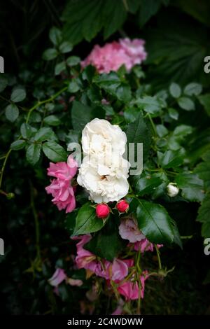 Bush von weit geöffneten rosa und weißen Rosen - perfekt Für den Hintergrund Stockfoto