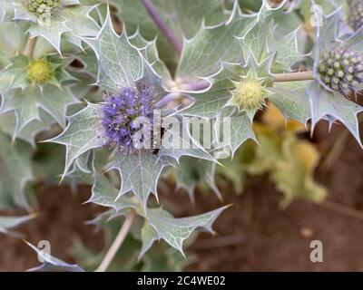 Seetöckchenpflanze in Blüte mit Biene. Eryngium maritimum und Zölioxys. Stockfoto
