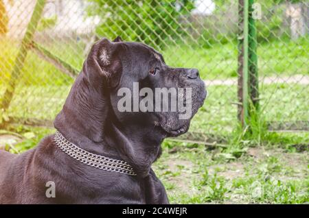 Cane Corso sitzt auf der Wiese, bewacht den Hof Stockfoto