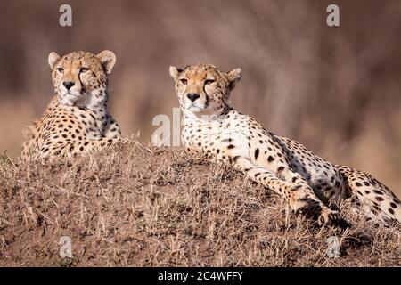 Zwei männliche Geparden-Brüder liegen auf einem Termitenhügel in voller Sonne und schauen wach in Masai Mara Kenia Stockfoto