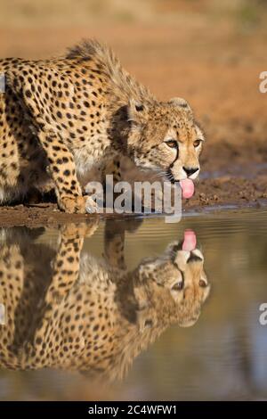 Vertikales Porträt einer schönen Gepard mit bernsteinfarbenen Augen und ihrer rosa Zunge aus trinken von einem Damm in den Sonnenuntergang im Kruger Park Südafrika Stockfoto