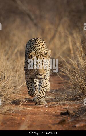 Erwachsene Leopardenmännchen, die auf einer roten Feldstraße zwischen hohem trockenen Gras im Kruger Park Südafrika spazieren Stockfoto