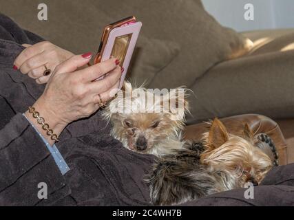 Ältere kaukasische Frauen Hände bedienen ein Smartphone mit zwei kleinen Hunden sitzen auf ihrem Schoß Bild in horizontalem Format Stockfoto