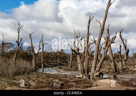Am 21. Juni 2020 wurden im Murray River National Park in der Nähe von Renmark South Australia rote Gummibäume abgestorben Stockfoto