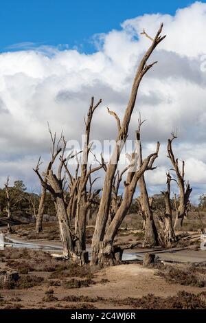 Am 21. Juni 2020 wurden im Murray River National Park in der Nähe von Renmark South Australia rote Gummibäume abgestorben Stockfoto