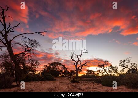 Sonnenaufgang über dem Lake Bonney mit dem legendären River Red Gums in Barmera South Australia Stockfoto