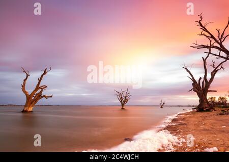 Sonnenaufgang über dem Lake Bonney mit dem legendären River Red Gums in Barmera South Australia Stockfoto