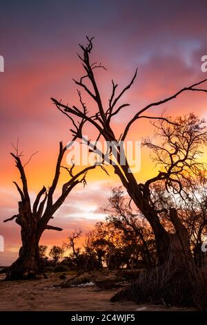 Sonnenaufgang über dem Lake Bonney mit dem legendären River Red Gums in Barmera South Australia Stockfoto