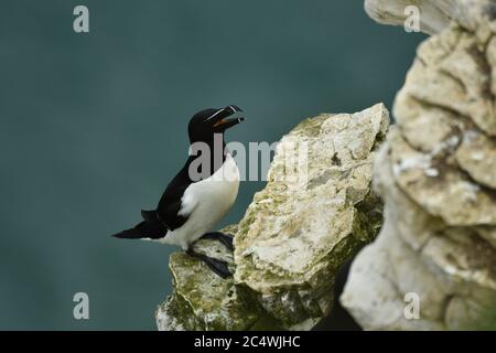 Razorbiil Alca torda an der Küste. Stockfoto