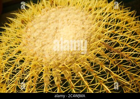 Goldener Fass Kaktus. Echinocactus grusonii. Stockfoto